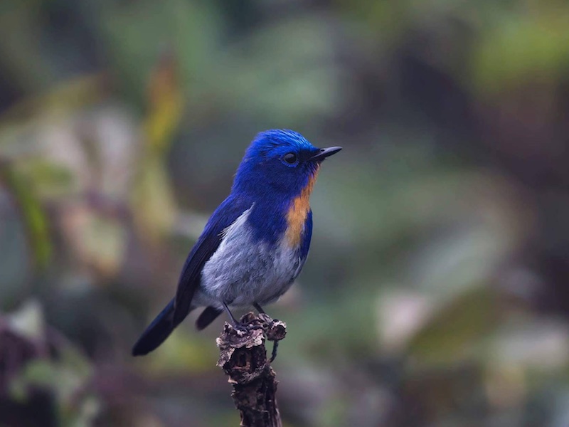 Birds of Vietnam