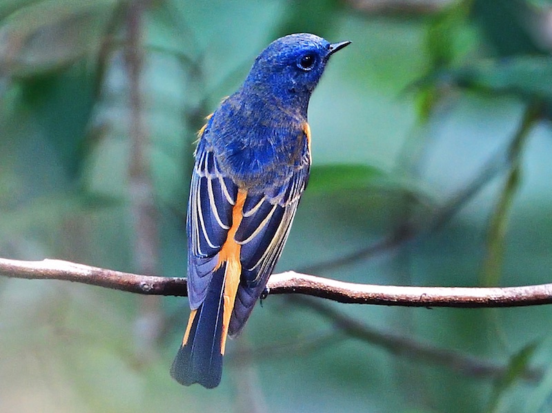 Birds of Vietnam