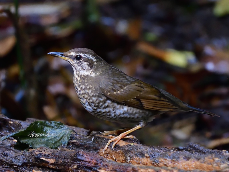 Birds of Vietnam