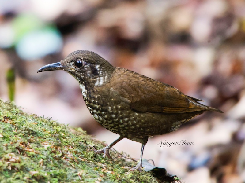 Dark-sided Thrush