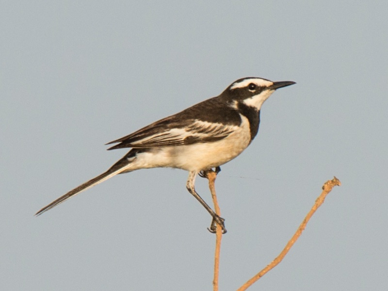 Mekong Wagtail