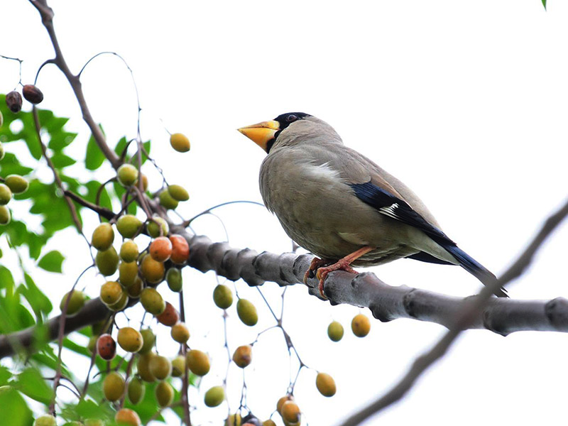 Birds of Vietnam