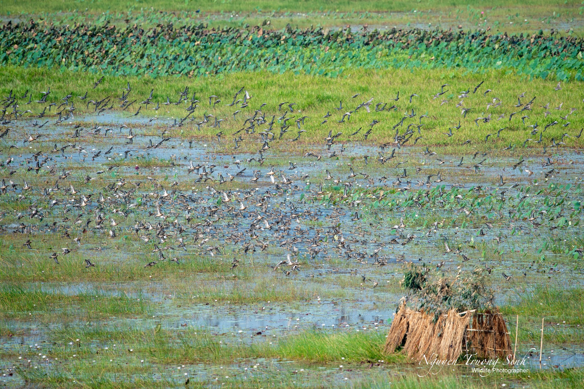 cau-chuyen-chup-loai-chim-nuoc-ma-nguoi-dan-dong-thap-muoi-goi-la-suot-garganey
